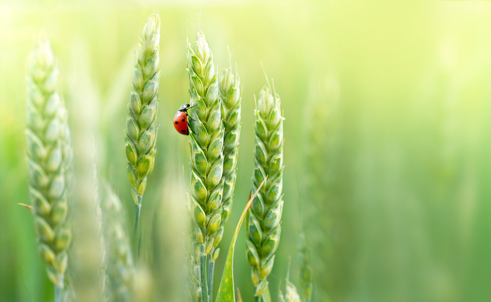 How to prevent/ avoid pests and insect attacks on wheat?